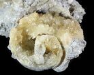 Two Partial Crystal Filled Fossil Gastropods - Ruck's Pit, Florida #48322-2